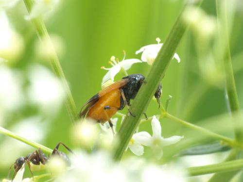 Arge cyanocrocea